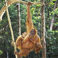 Orangutanes a la Escuela